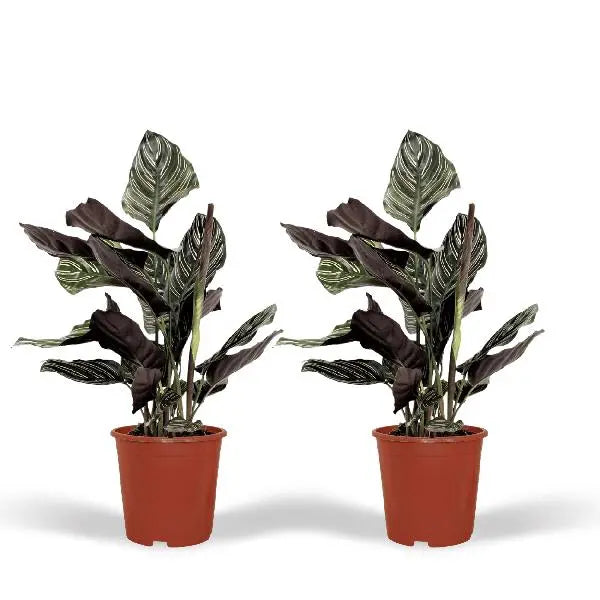 2x Calathea Ornata - Pauwenplant - 50cm - ø14  BotanicBridge