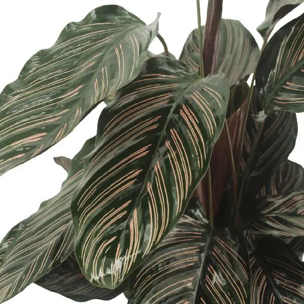 2x Calathea Ornata - Pauwenplant - 50cm - ø14  BotanicBridge