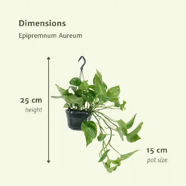 2x Epipremnum Aureum - Scindapsus - 25cm - ø15  BotanicBridge