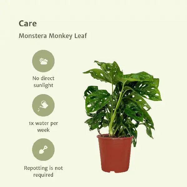 2x Monstera Monkey Leaf  - Gatenplant - 30cm - ø12  BotanicBridge