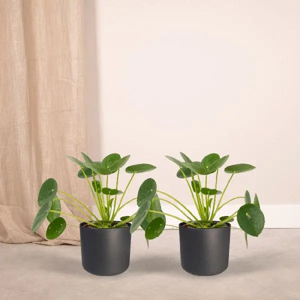 2x Pilea Peperomiodes - Pannekoekenplant - 20cm - ø12  BotanicBridge