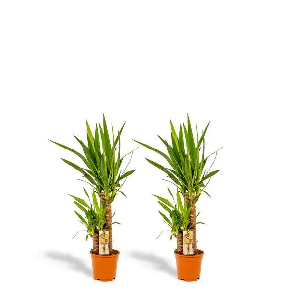 2x Yucca - ↨90cm - Ø17cm  BotanicBridge