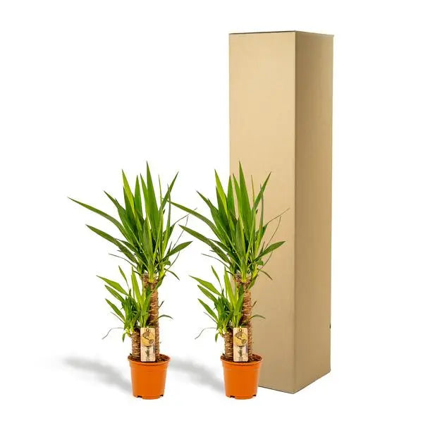 2x Yucca - ↨90cm - Ø17cm  BotanicBridge