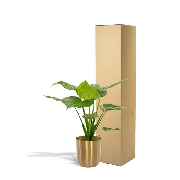 Alocasia Cucullata - Ø19cm - ↕65cm + Pot Mayk Gold  BotanicBridge