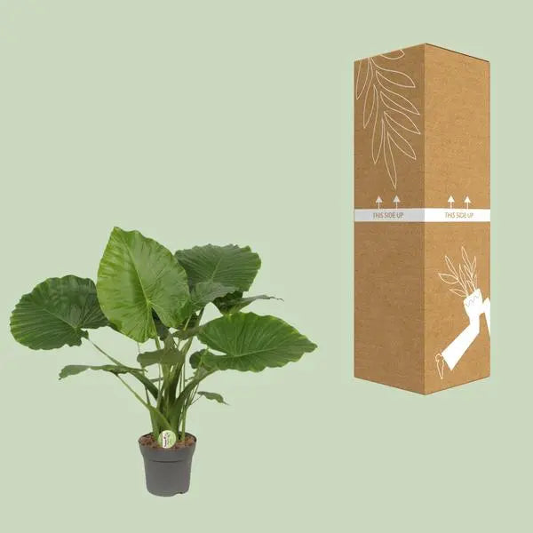 Alocasia Gageana California - Ø21cm - ↕80cm  BotanicBridge