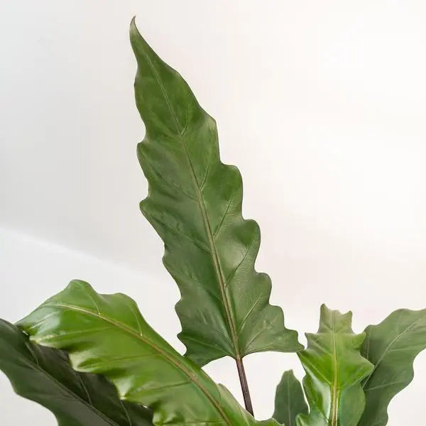 Alocasia Lauterbachiana - Ø19cm - ↕80cm + Pot Mayk Gold  BotanicBridge