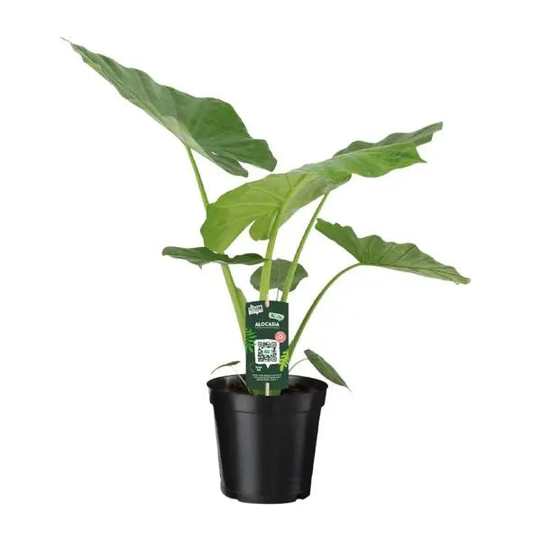 Alocasia Macrorrhiza - Ø19cm - ↕70cm  BotanicBridge