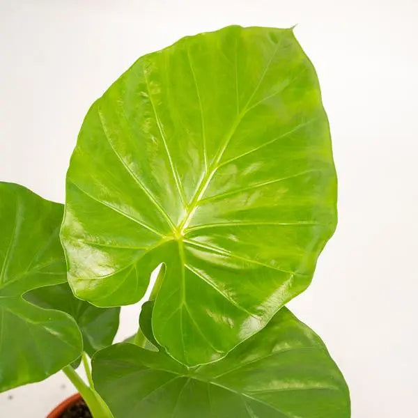 Alocasia Macrorrhiza - Ø19cm - ↕70cm + Pot Mayk Gold  BotanicBridge