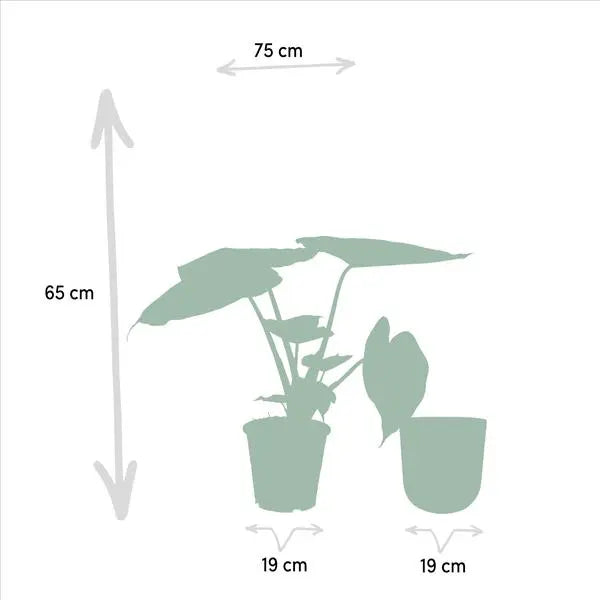 Alocasia Wentii - Ø19cm - ↕65cm + Pot Mayk Gold  BotanicBridge