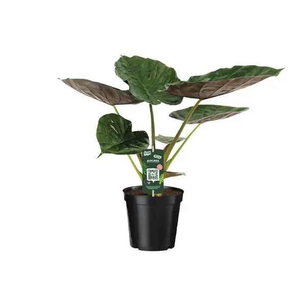 Alocasia Wentii - Olifantsoor - Ø19cm - ↕70cm  BotanicBridge