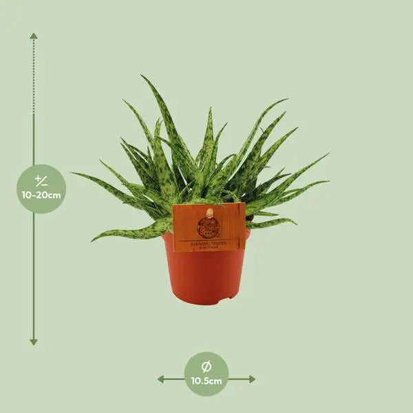 Aloe Spider - Ø10,5 ↕15  BotanicBridge