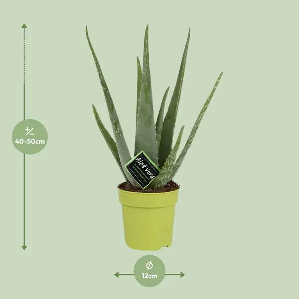 Aloe Vera - Ø12cm - ↕45cm  BotanicBridge