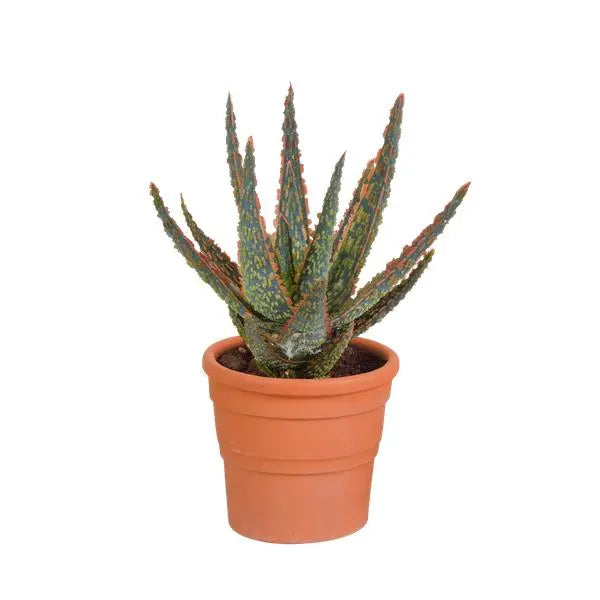 Aloë zebrina Dannyz 10,5cm - in terracotta pot  BotanicBridge