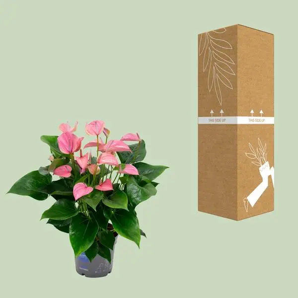 Anthurium KARMA Joli - Ø17cm - ↕55cm  BotanicBridge