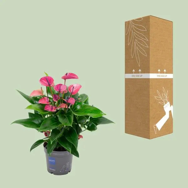 Anthurium KARMA Purple - Ø17cm - ↕50cm  BotanicBridge