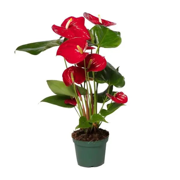 Anthurium Red - Ø12cm - ↕40cm  BotanicBridge