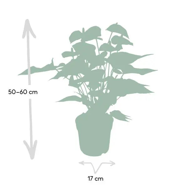 Anthurium Red - Ø17cm - ↕55cm  BotanicBridge