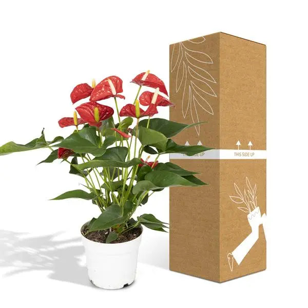 Anthurium Red - Ø17cm - ↕55cm  BotanicBridge