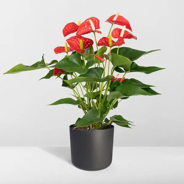 Anthurium Red - Ø17cm - ↕55cm  BotanicBridge