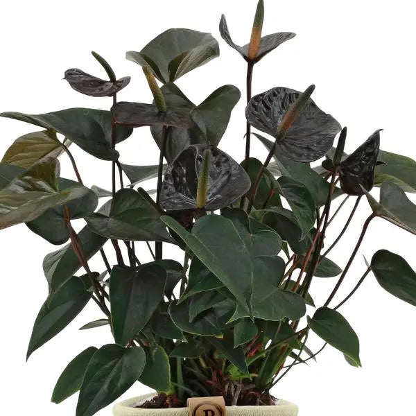 Anthurium andreanum Black Love incl. PURE mand - 45cm - Ø12  BotanicBridge