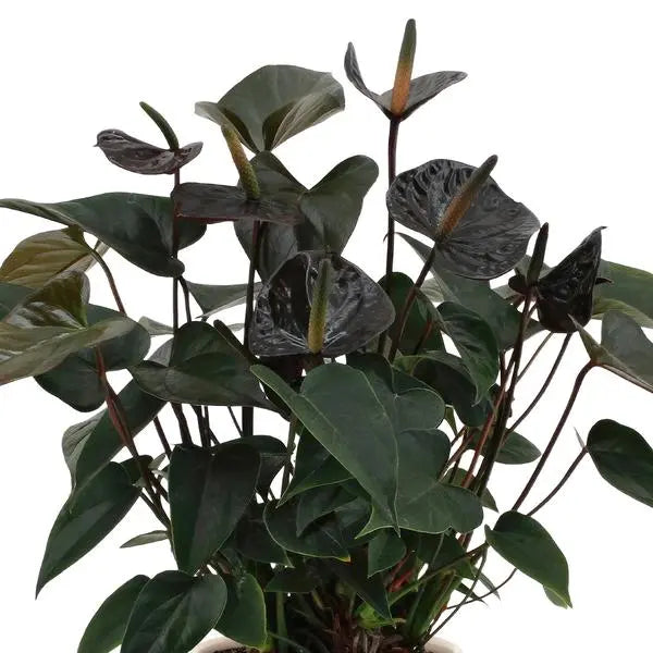 Anthurium andreanum Black Love incl. PURE zink - 45cm - Ø12  BotanicBridge