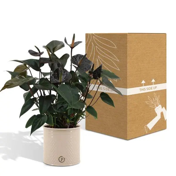 Anthurium andreanum Black Love incl. PURE zink - 45cm - Ø12  BotanicBridge