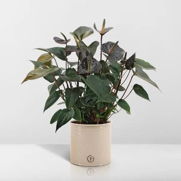 Anthurium andreanum Black Love incl. PURE zink - 45cm - Ø12  BotanicBridge