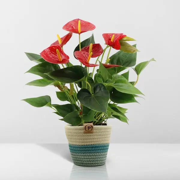 Anthurium andreanum Diamond Red incl. PURE mand - 45cm - Ø12  BotanicBridge