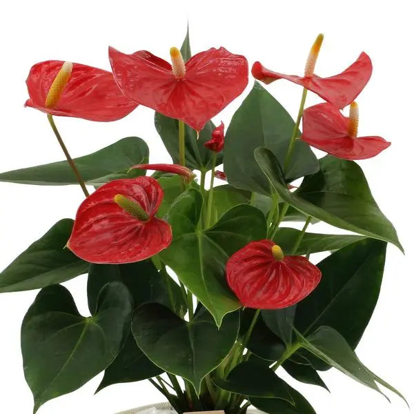 Anthurium andreanum Esudo incl. PURE mand - 45cm - Ø12  BotanicBridge