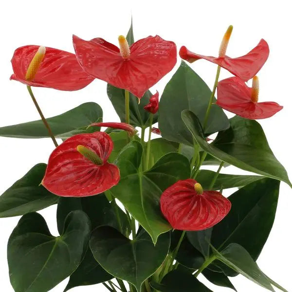 Anthurium andreanum Esudo incl. PURE zink - 45cm - Ø12  BotanicBridge