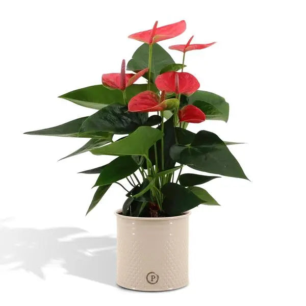 Anthurium andreanum Sweet Dream incl. PURE zink - 45cm - Ø12  BotanicBridge