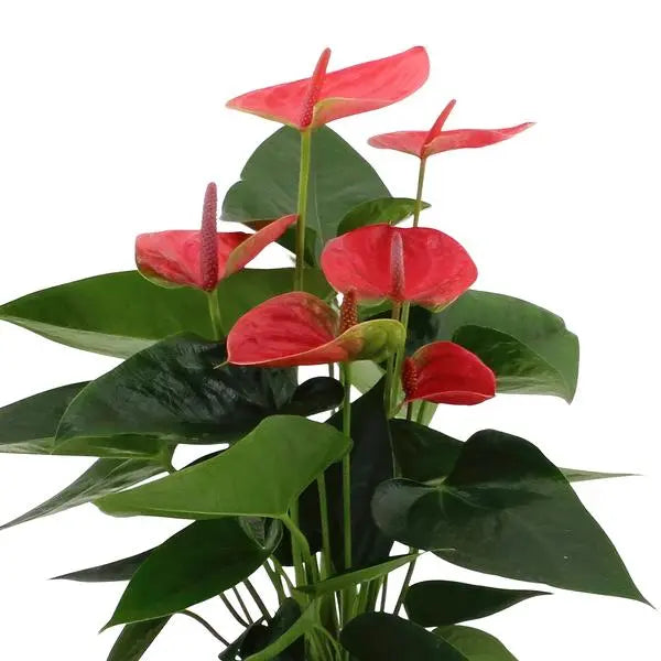 Anthurium andreanum Sweet Dream incl. PURE zink - 45cm - Ø12  BotanicBridge