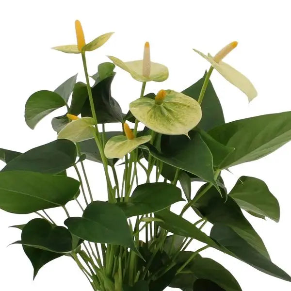 Anthurium andreanum Vanilla incl. PURE mand - 45cm - Ø12  BotanicBridge