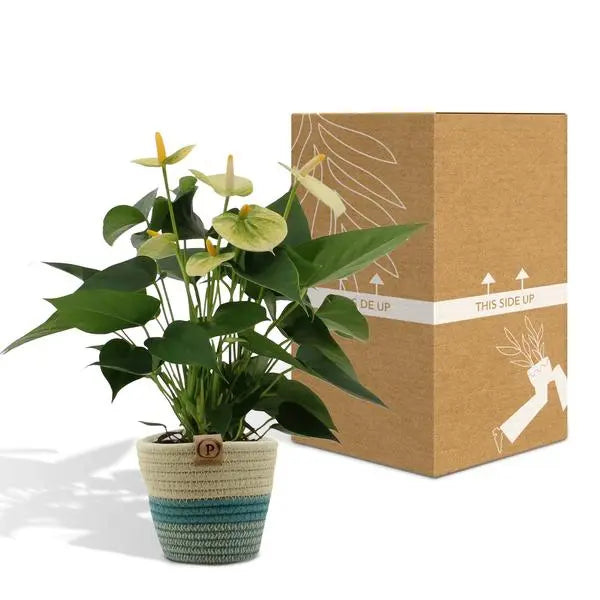 Anthurium andreanum Vanilla incl. PURE mand - 45cm - Ø12  BotanicBridge