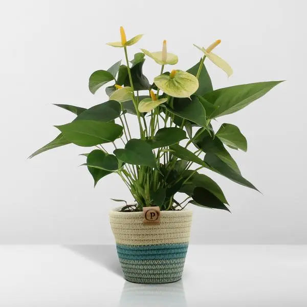 Anthurium andreanum Vanilla incl. PURE mand - 45cm - Ø12  BotanicBridge