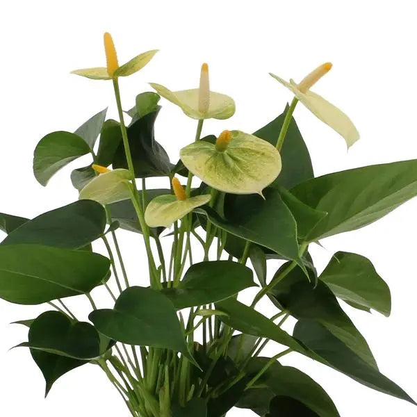 Anthurium andreanum Vanilla incl. PURE zink - 45cm - Ø12  BotanicBridge