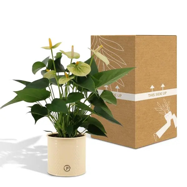 Anthurium andreanum Vanilla incl. PURE zink - 45cm - Ø12  BotanicBridge