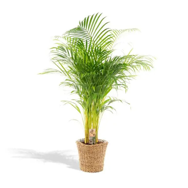 Areca met mand - ↨110cm -Ø21cm  BotanicBridge