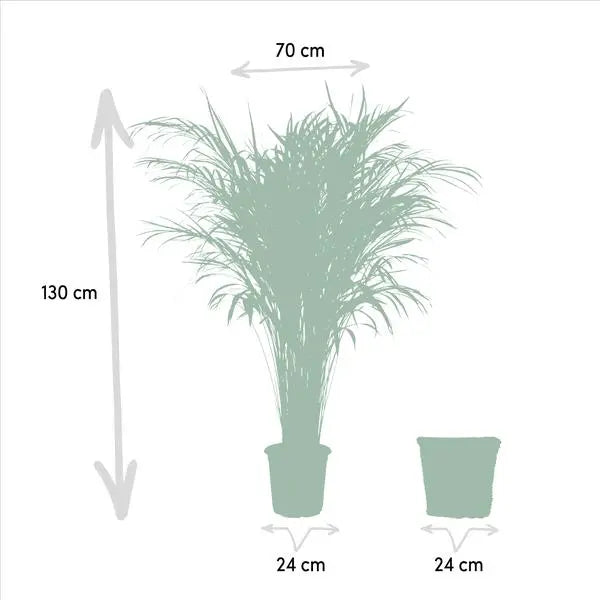 Areca met mand - ↨130cm - Ø24cm  BotanicBridge