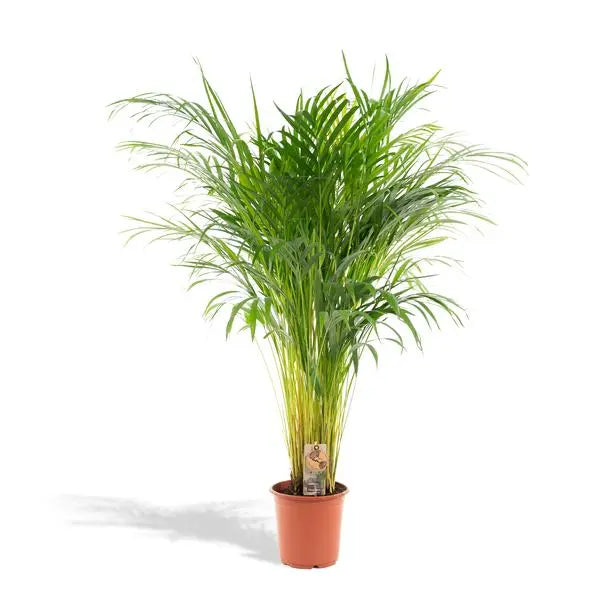 Areca palm - Ø21cm - ↕110cm  BotanicBridge