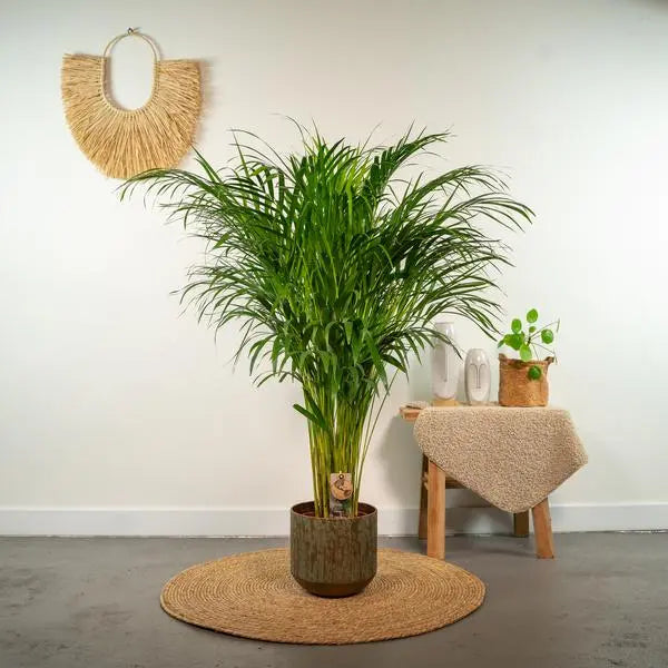 Areca palm - Ø21cm - ↕110cm  BotanicBridge