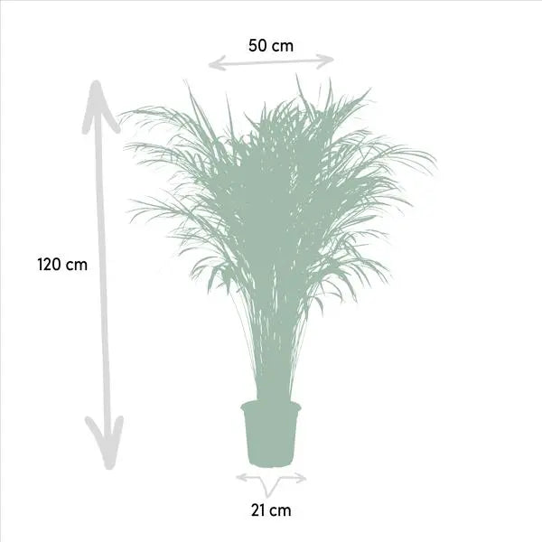 Areca palm - Ø21cm - ↕110cm  BotanicBridge