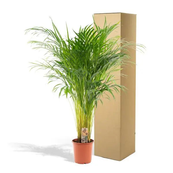 Areca palm - Ø21cm - ↕110cm  BotanicBridge