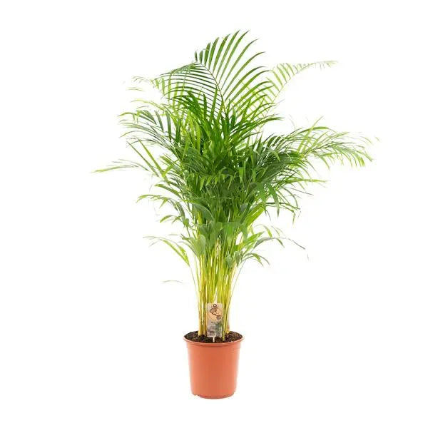 Areca palm - Ø24cm - ↕130cm  BotanicBridge