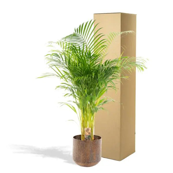 Areca palm met pot - ↨130cm - Ø24cm  BotanicBridge