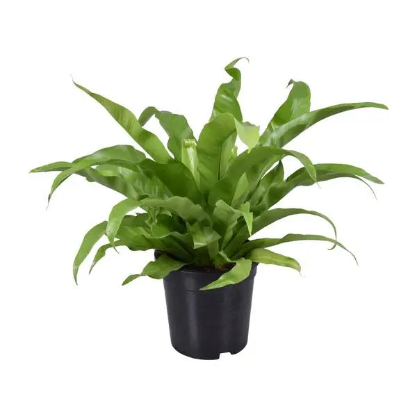 Asplenium Antiquum - Ø17cm - ↕45cm  BotanicBridge