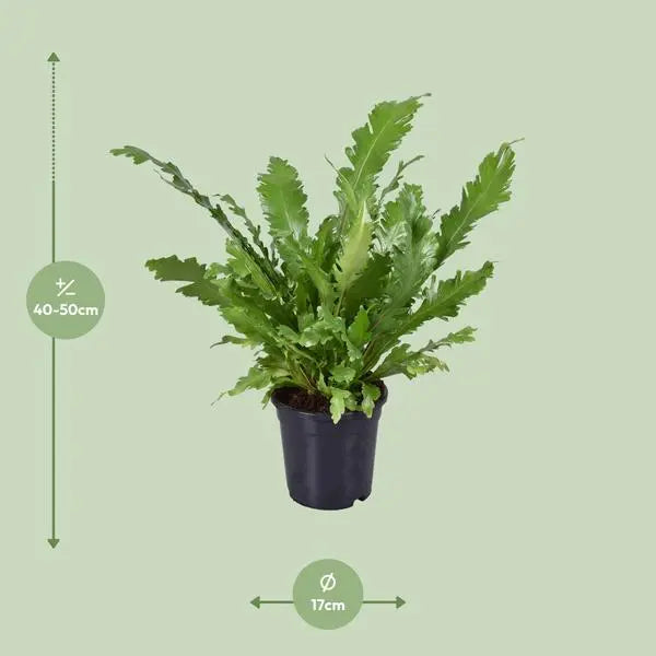 Asplenium Nidus - Ø17cm - ↕45cm  BotanicBridge