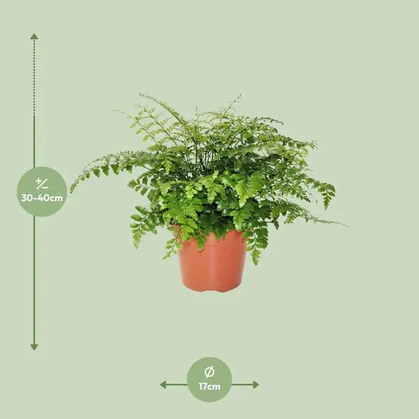 Asplenium Parvati - Ø17cm - ↕30cm  BotanicBridge