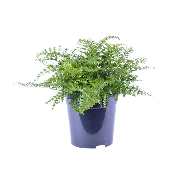 Asplenium Parvati - Ø21cm - ↕40cm  BotanicBridge