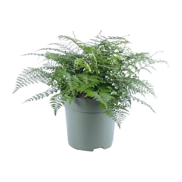 Asplenium Parvati - Ø27cm - ↕50cm  BotanicBridge